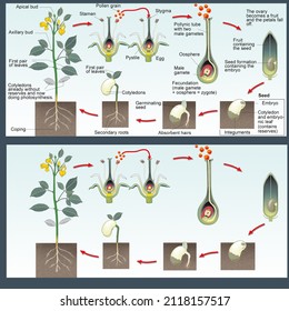 Botany. Sexual Reproduction In Higher Plants. Life Cycle Of A Higher Plant