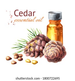 Bottle Of Cedar Essential Oil With Cones And Nuts. Hand Drawn Watercolor Illustration Isolated On A White Background