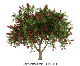 Bottlebrush Tree Isolated On White Background