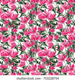 Bougainvillea flower seamless pattern isolated on white background. Watercolor illustration of Portugal flower.