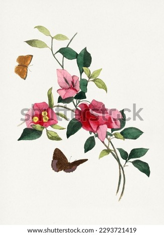 Bougainvillea flower and two little butterflies.