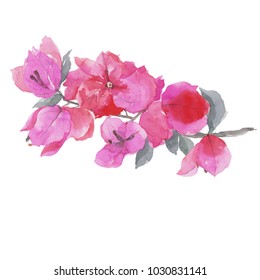 Bougainvillea flower, Watercolor painting isolated on white background.
