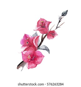 Bougainvillea flower, Watercolor painting isolated on white background. 
