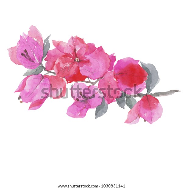 Bougainvillea Flower Watercolor Painting Isolated On のイラスト素材