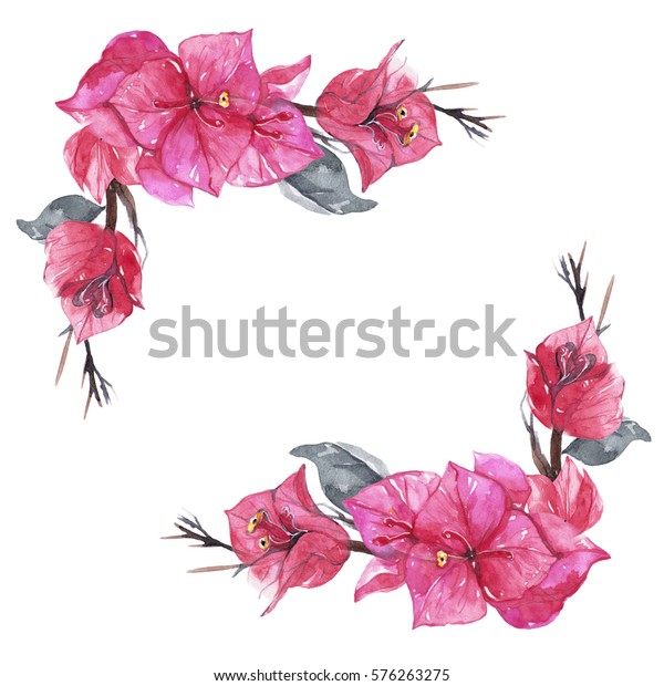 Illustration De Stock De Fleur De Bougainvilliers Peinture