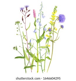 Bouguet Wild Plants Flowers Drawing By Stock Illustration 1646604295 ...