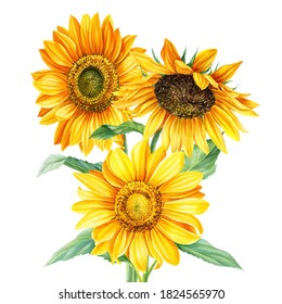 Bouquet of autumn yellow flowers, sunflowers on an isolated white background, watercolor painting, hand drawing