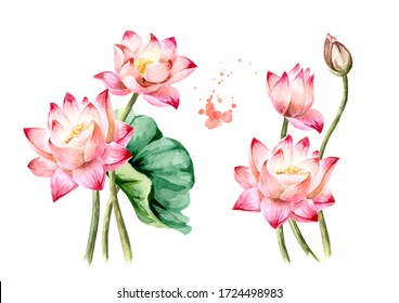 Bouquet of beautiful  pink Lotus flowers set. Hand drawn botanical watercolor illustration isolated on white background