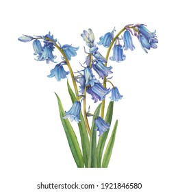 Bouquet with blue hyacinthus flower (bluebell, Hyacinthoides massartiana, wild hyacinth, fairy flower, bell bottle, snowdrop). Watercolor hand drawn painting illustration isolated on white background.