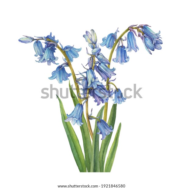 青いヒアシンスの花 ブルーベル ヒアシンソイデス マサーティアナ ワイルド ヒアシンス 妖精の花 ベル ボトル スノードロップ 白い背景に水彩手描きのイラスト のイラスト素材