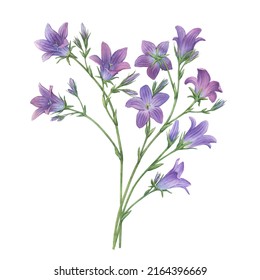 Bouquet with blue spreading bellflower flowers (Campanula patula, little bell,  bluebell, rapunzel, harebell). Watercolor hand painting illustration on isolate white background.