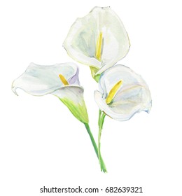 Calla Lily Images Stock Photos Vectors Shutterstock
