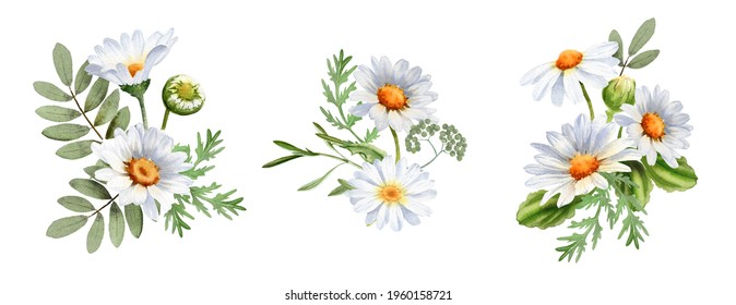 A Bouquet Of Chamomile Daisy Flowers. Wildflowers For Wedding Invitations And Greeting Cards. Watercolor Illustration. Realistic Flower Botany