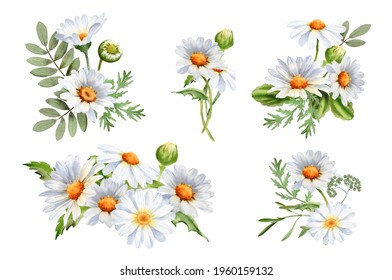 A Bouquet Of Chamomile Daisy Flowers. Wildflowers For Wedding Invitations And Greeting Cards. Watercolor Illustration. Realistic Flower Botany