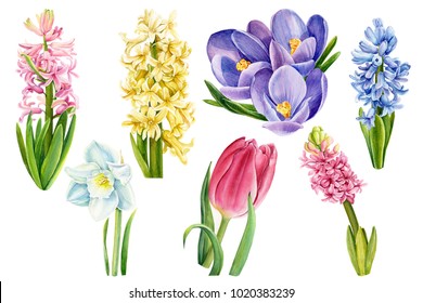 bouquet of colorful spring flowers, crocuses, tulips, daffodils, hyacinths, watercolors botanical illustration, floral painting
