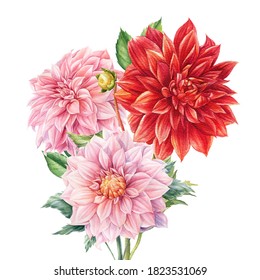 Bouquet of elegant dahlia flowers on isolated white background, watercolor botanical painting, flora design