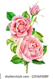 Watercolor Illustration Delicate Pink Rose Decorative Stock ...