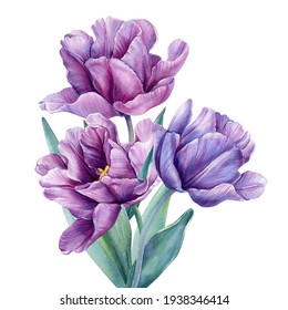 Bouquet of flowers on an isolated white background. Watercolor illustrations. Purple tulips
