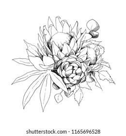 Protea Line Drawing Images Stock Photos Vectors Shutterstock