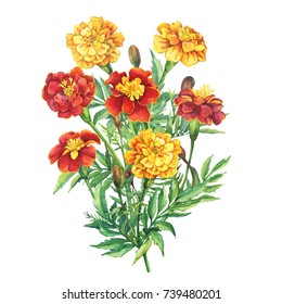 Bouquet flowers Tagetes patula  the Mexican marigold (Tagetes erecta)  Garden plant  Watercolor hand drawn painting illustration isolated white background 
