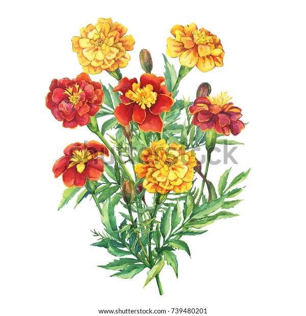 Bouquet Flowers Tagetes Patula Mexican Marigold Stock Illustration ...