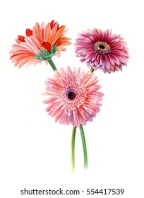 Bouquet gerberas. Watercolor sketch. Isolated on white background