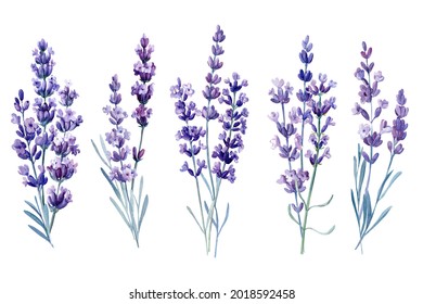 Bouquet Of Lavender, Watercolor Illustration, Isolated White Background. Set Of Flowers