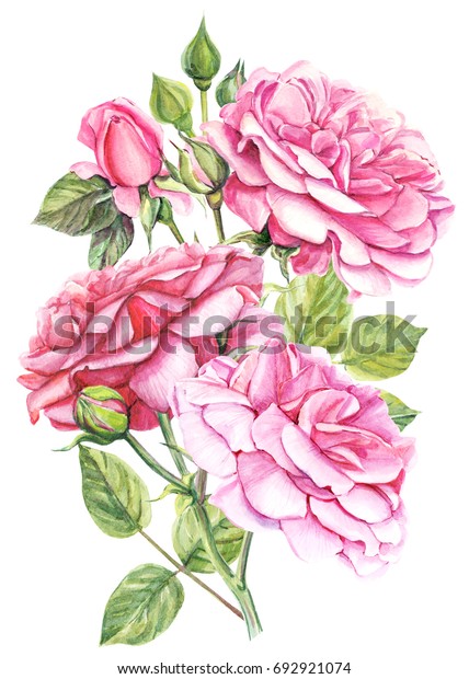 bouquet pink roses flowers and leaves, watercolor painting, hand