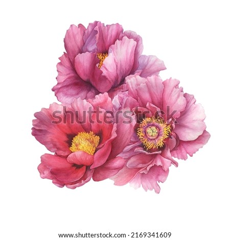 Bouquet with semi-double pink peony flowers (Paeonia suffruticosa, purple Paeonia). Watercolor hand drawn painting illustration, isolated on white background.