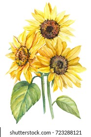 Bouquet Of Sunflowers, Watercolor Botanical Illustration