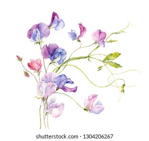 Bouquet Sweet Pea Flowers Flowers Painted Stock Illustration 1304206267