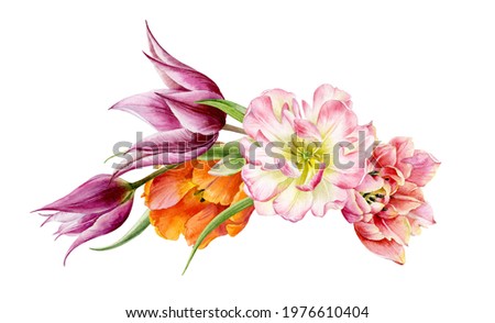 A bouquet of tulips of different varieties. Beautiful spring flowers painted in watercolor.