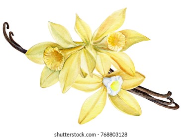 bouquet  vanilla flower, watercolor, hand drawing, postcard botanical illustration