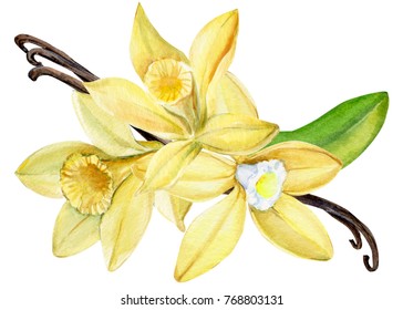 Bouquet  Vanilla Flower, Watercolor, Hand Drawing, Postcard Botanical Illustration