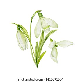 スノードロップ イラスト High Res Stock Images Shutterstock