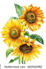 Bouquet of yellow flowers, sunflowers on an isolated white background, watercolor painting, hand drawing