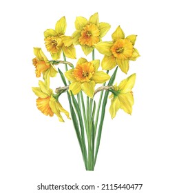 Bouquet Of Yellow Narcissus Flowers (daffodil, Easter Bell, Jonquil, Lenten Lily). Floral Botanical Picture. Hand Drawn Watercolor Painting Illustration Isolated On White Background.