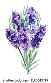 bouquets lavender, fragrant flowers on an isolated white background, botanical painting, watercolor illustration, hand drawing