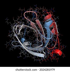 Bovine Beta-lactoglobulin Protein, 3D Structure  Major Whey Protein, Present In Cow Milk  Important Food Allergen  Cartoon   Wireframe Representation