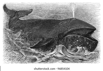 Bowhead whale (Balaena mysticetus) / vintage illustration from Meyers Konversations-Lexikon 1897