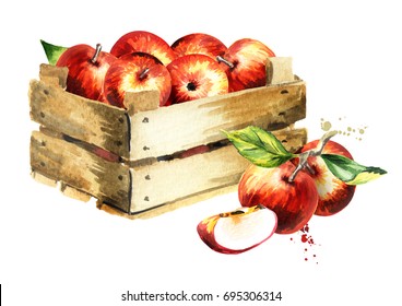 Box with apples. Watercolor Hand-drawn illustration
