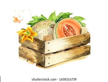 Box With Cantaloupe Melon With Leaves. Watercolor Hand Drawn Illustration, Isolated On White Background