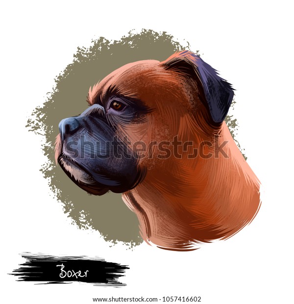 Boxer Dog Breed Isolated On White Stock Illustration 1057416602