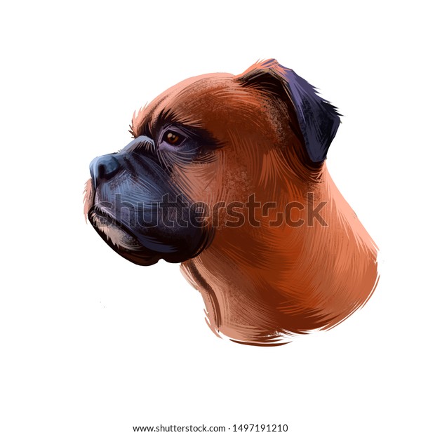 Boxer Dog Breed Isolated On White Stock Illustration 1497191210