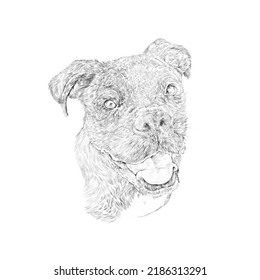 Boxer Dog Sketch Drawing. Boxer Dog Isolated On White Background, A Popular Family Pet. Animal Art Collection: Dogs. Hand Painted Illustration Of Pets. Good For Print T-shirt, Pillow