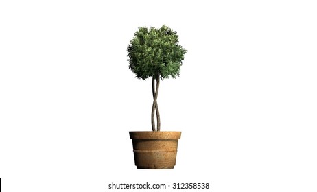 Boxwood Topiary - Isolated On White Background