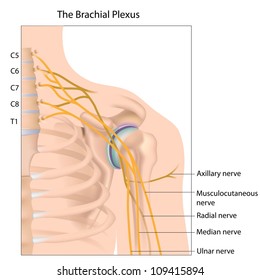 Brachial Plexus Nerve Network