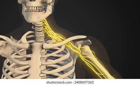 Brachial plexus network nerves