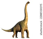 Brachiosaurus altithorax from the Late Jurassic isolated on white background, 3d paleoart rendering
