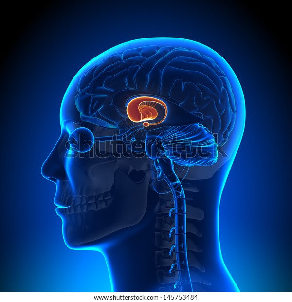 Brain Anatomy - Basal\
Ganglia